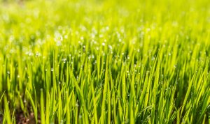 Mach Gardening Service Mount Eliza