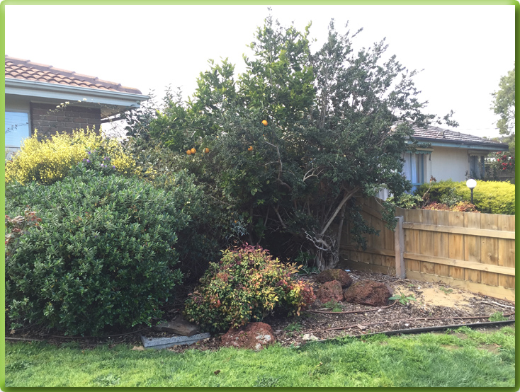 After Garden Design Mount Eliza Gardening